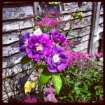 Blue Rose against garden fence